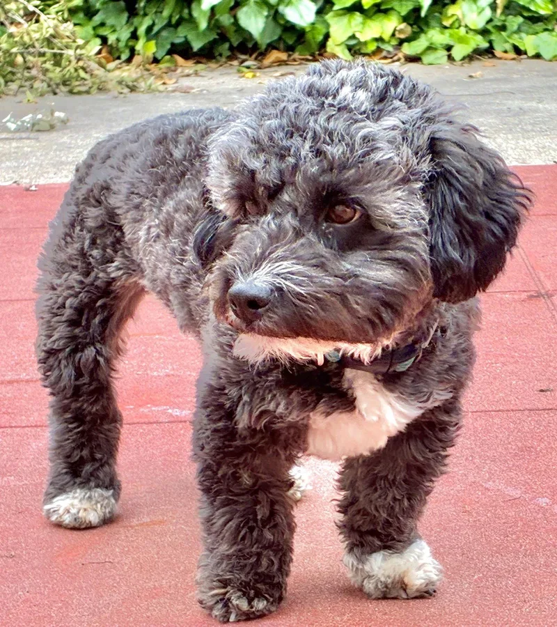 Primrose thumbnail 3