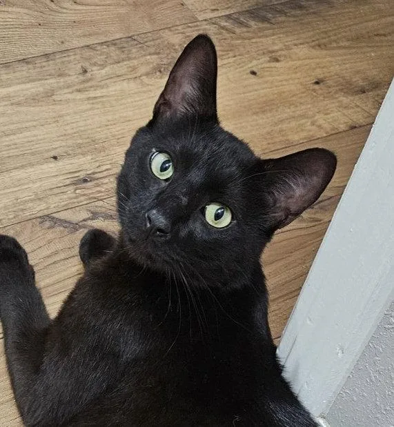 An adult medium-sized male Black Bombay cat named Linus for adoption in Magnolia Springs, AL