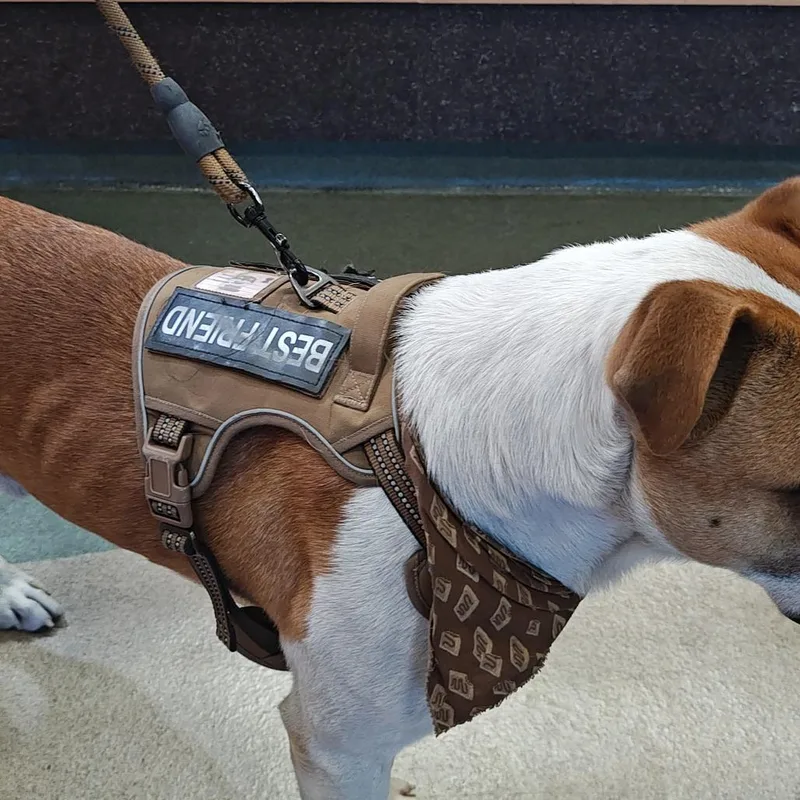 An adult medium-sized male Brown / Chocolate Pit Bull Terrier dog named Peter for adoption in Upland, CA