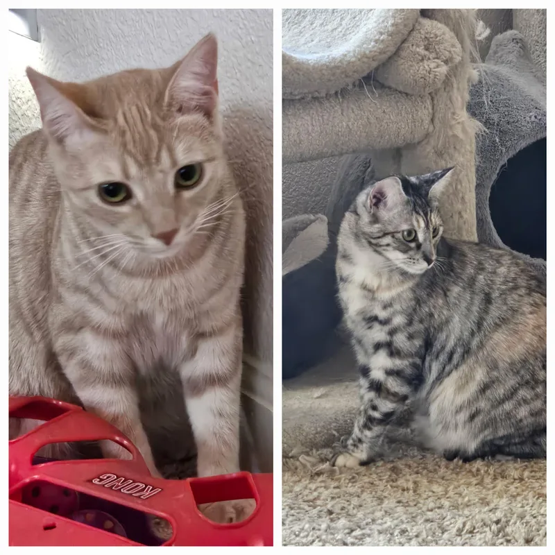 Darla & Galinda