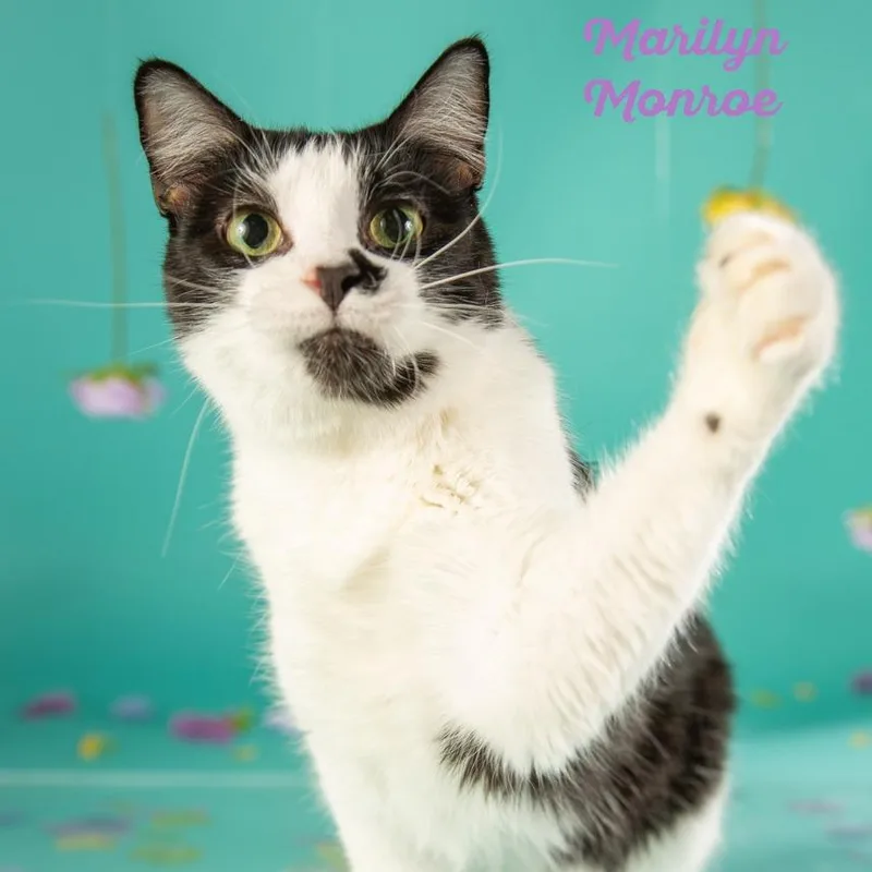 Marilyn Monroe thumbnail 2