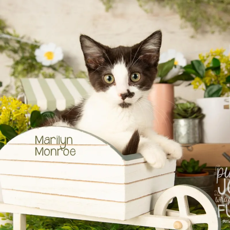 Marilyn Monroe thumbnail 4