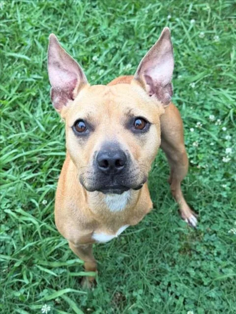 A young medium-sized female Pit Bull Terrier dog named Missy for adoption in Tulsa, OK
