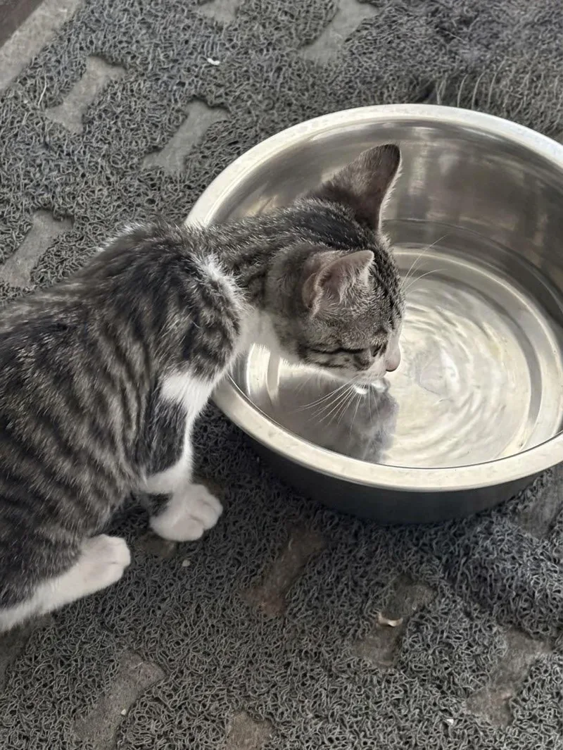 A baby medium-sized male Domestic Short Hair cat named Gary—Ready to steal your for adoption in Bristow, VA