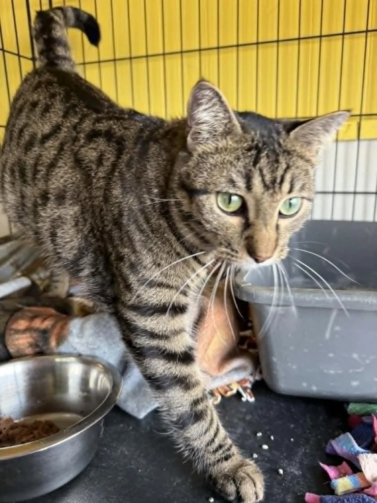 A young large-sized male Domestic Short Hair cat named Fava Bean for adoption in Ogden, UT