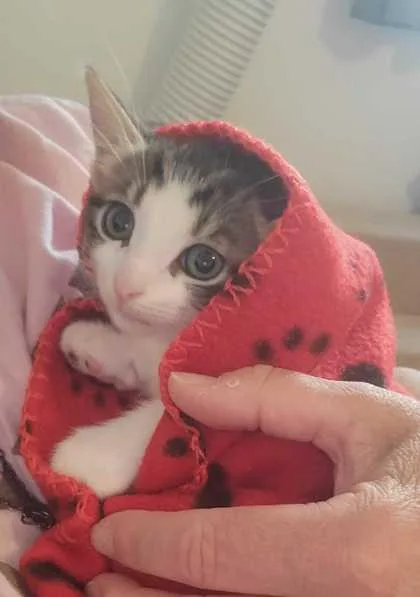 A baby small-sized female Domestic Short Hair cat named Wisteria for adoption in Ringoes, NJ