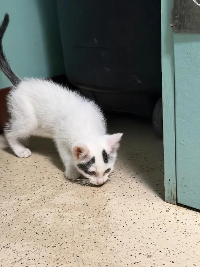 A baby medium-sized male Domestic Short Hair cat named Napoleon for adoption in Amery, WI