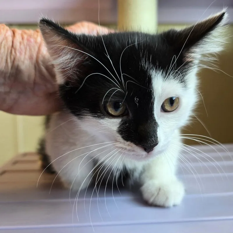A baby small-sized male Black Domestic Short Hair cat named Big Boy for adoption in Madisonville, TN