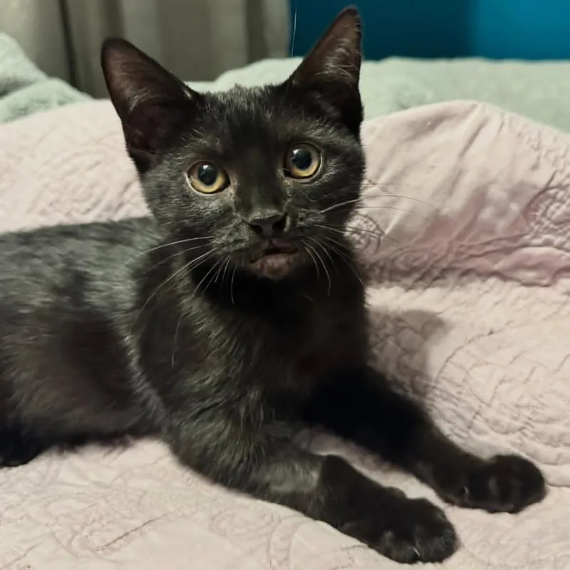 A baby small-sized male Black Domestic Short Hair cat named Dorian for adoption in Orlando, FL