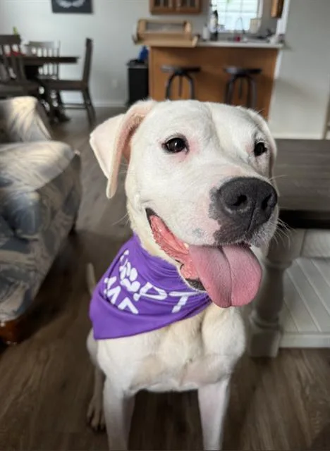 An adult medium-sized female Pit Bull Terrier dog named Poppy for adoption in Charlotte, NC