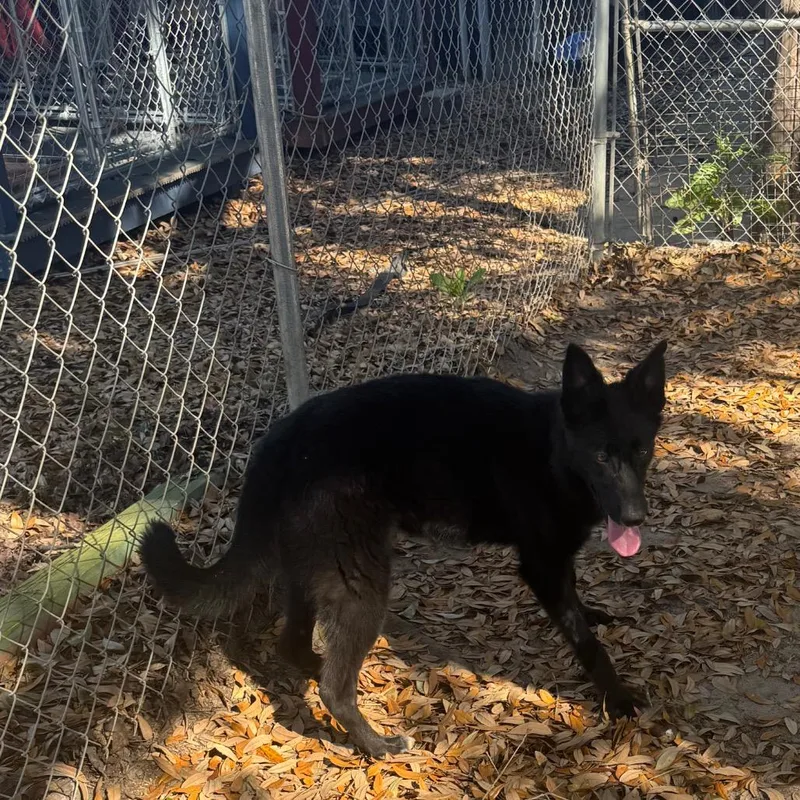 Molasses thumbnail 2