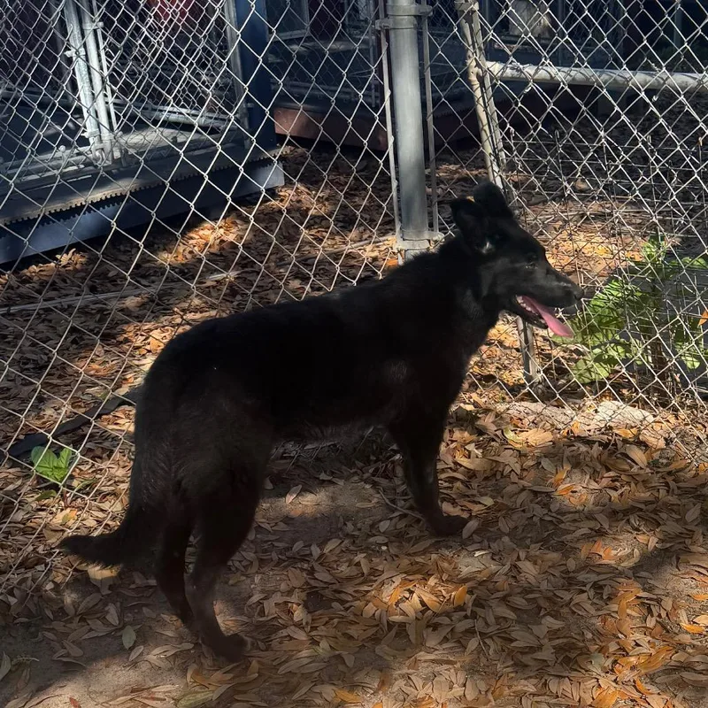 Molasses thumbnail 3