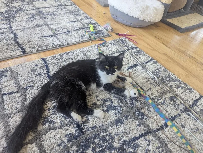A baby small-sized female Domestic Medium Hair cat named Shamrock for adoption in Aurora, CO