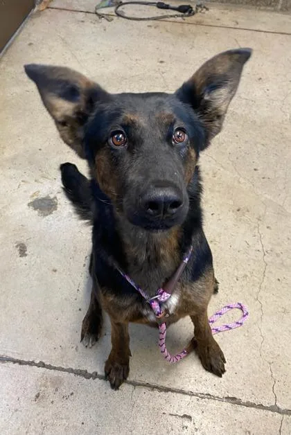 An adult large-sized female Mixed Breed dog named Junie for adoption in Eugene, OR