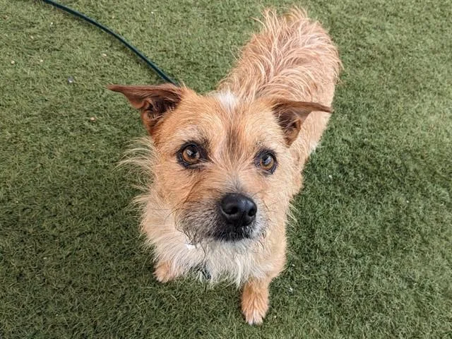 A young small-sized male Cairn Terrier dog named Cheetah for adoption in Phoenix, AZ