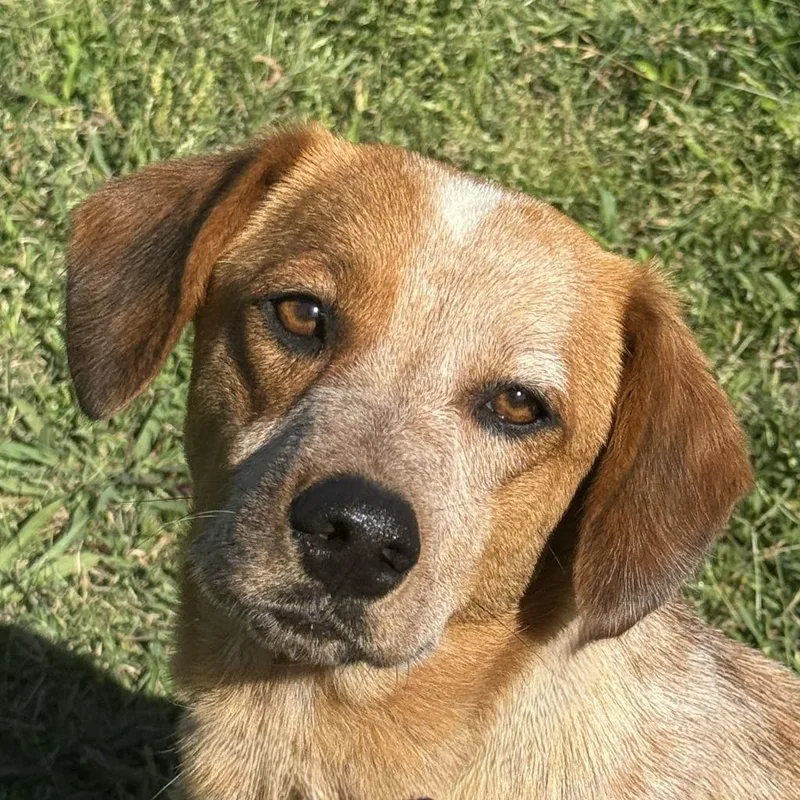An adult medium-sized female Australian Cattle Dog / Blue Heeler dog named Lucille for adoption in Brenham, TX