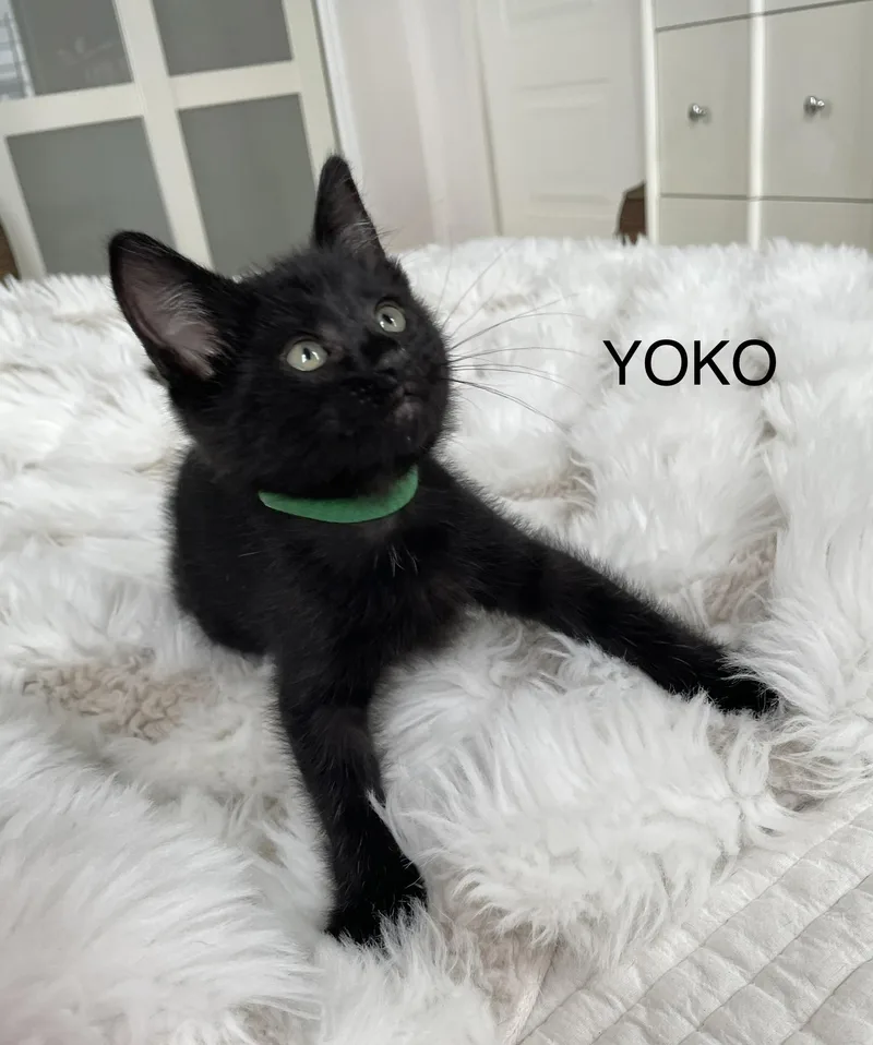 Kato thumbnail 5