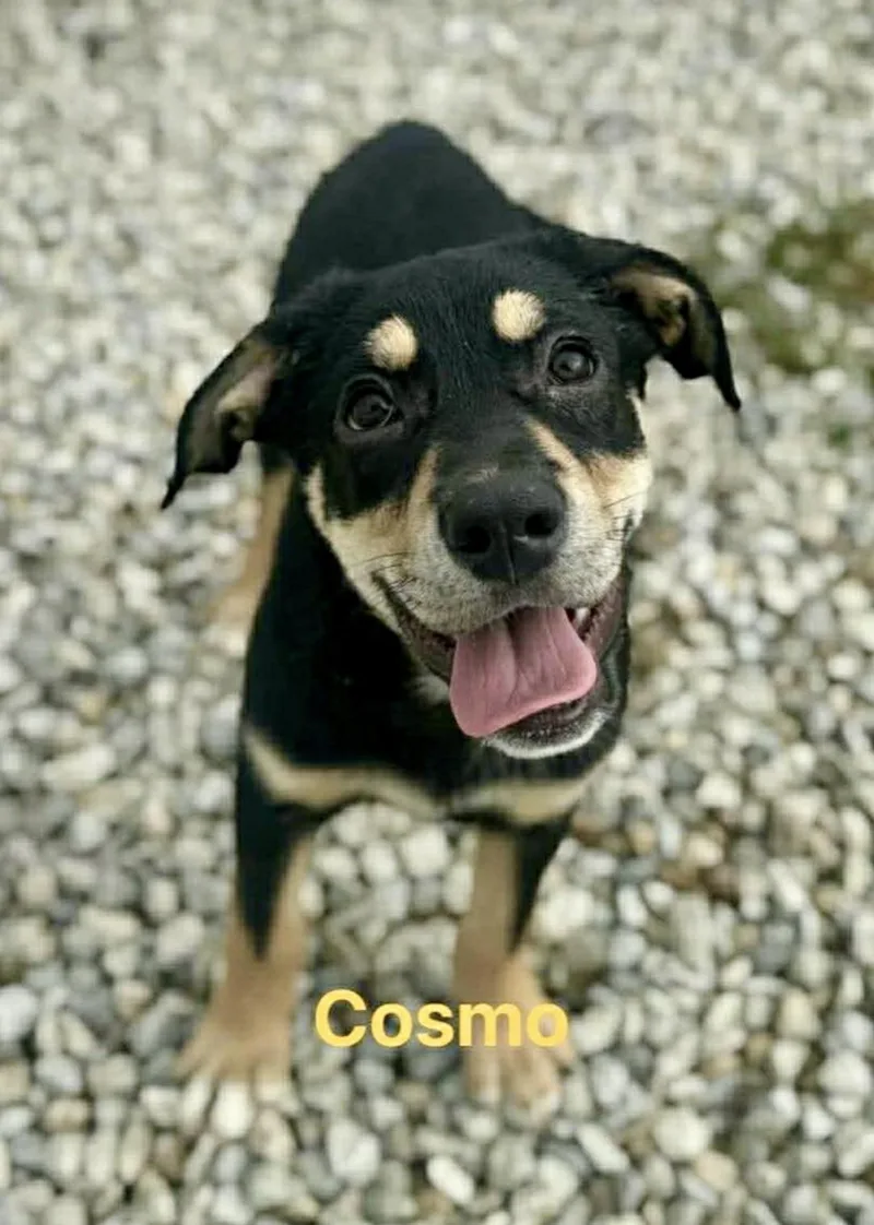 A baby medium-sized male Mixed Breed dog named Cosmo for adoption in Rock Hill, NY