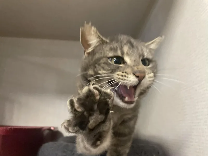 An adult medium-sized female Tabby (Gray / Blue / Silver) American Shorthair cat named Jane Doe for adoption in St. Maries, ID