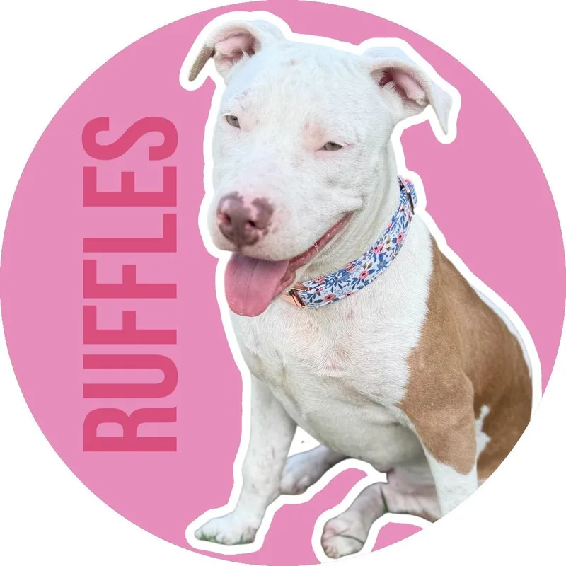 A young medium-sized female White / Cream Pit Bull Terrier dog named Ruffles for adoption in Athens, TX