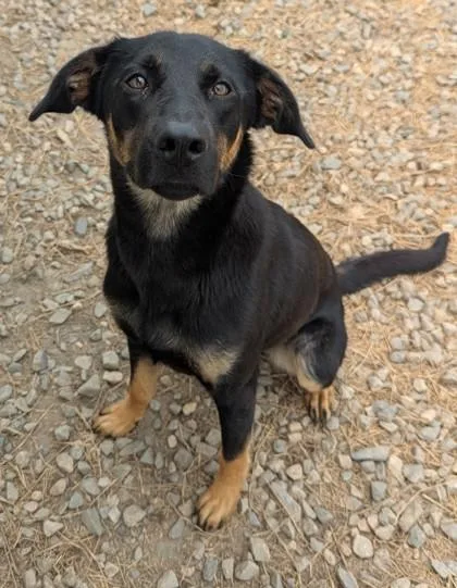 A young medium-sized female Black German Shepherd Dog dog named Petunia for adoption in Jackson, GA