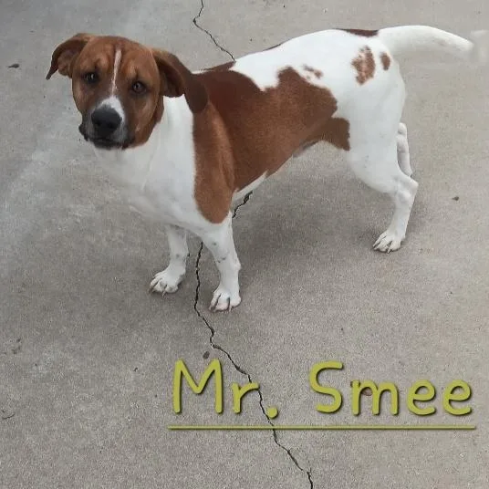 Mr Smee thumbnail 2