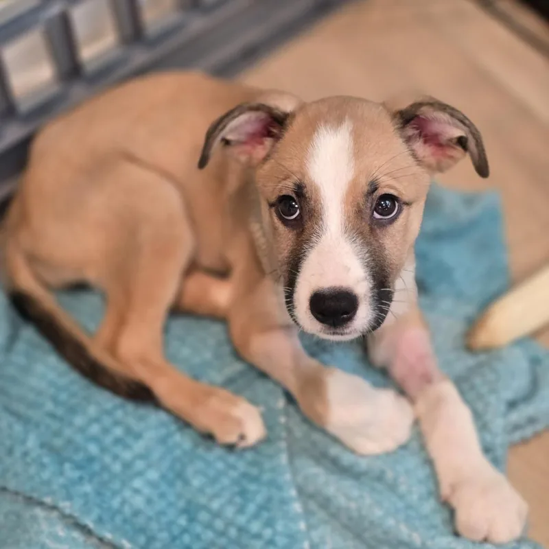 A baby small-sized female White / Cream Boxer dog named Honey Bunny for adoption in Austin, TX