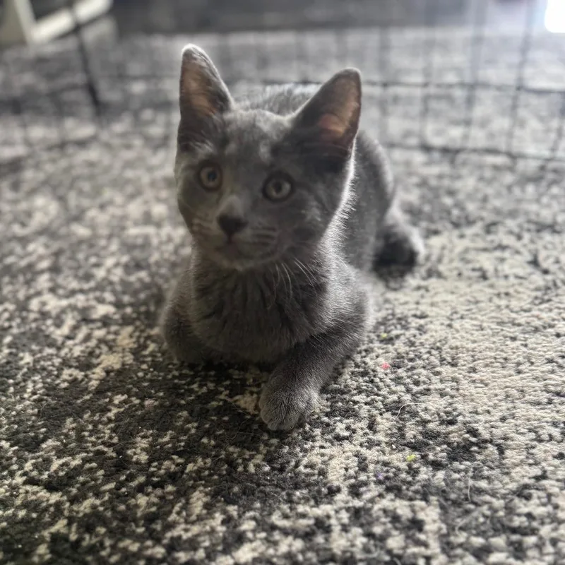 A baby small-sized male Gray / Blue / Silver Domestic Short Hair cat named Chairman Meow for adoption in Staten Island, NY