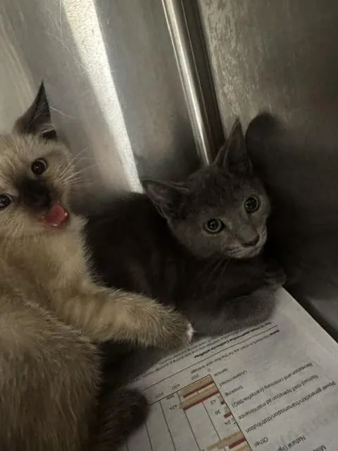 A baby small-sized female Domestic Short Hair cat named Cinderella for adoption in Van Nuys, CA