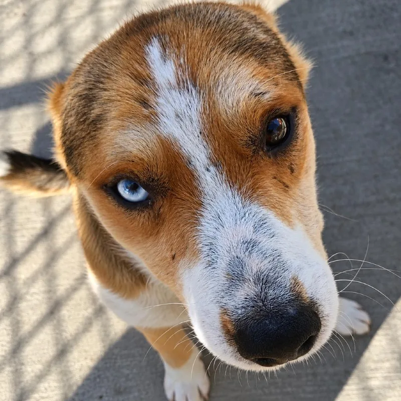 An adult medium-sized male Yellow / Tan / Blond / Fawn Mixed Breed dog named Virgil for adoption in Uniontown, PA