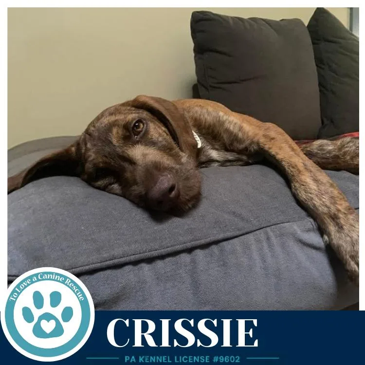 Crissie thumbnail 2