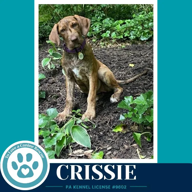 Crissie thumbnail 5