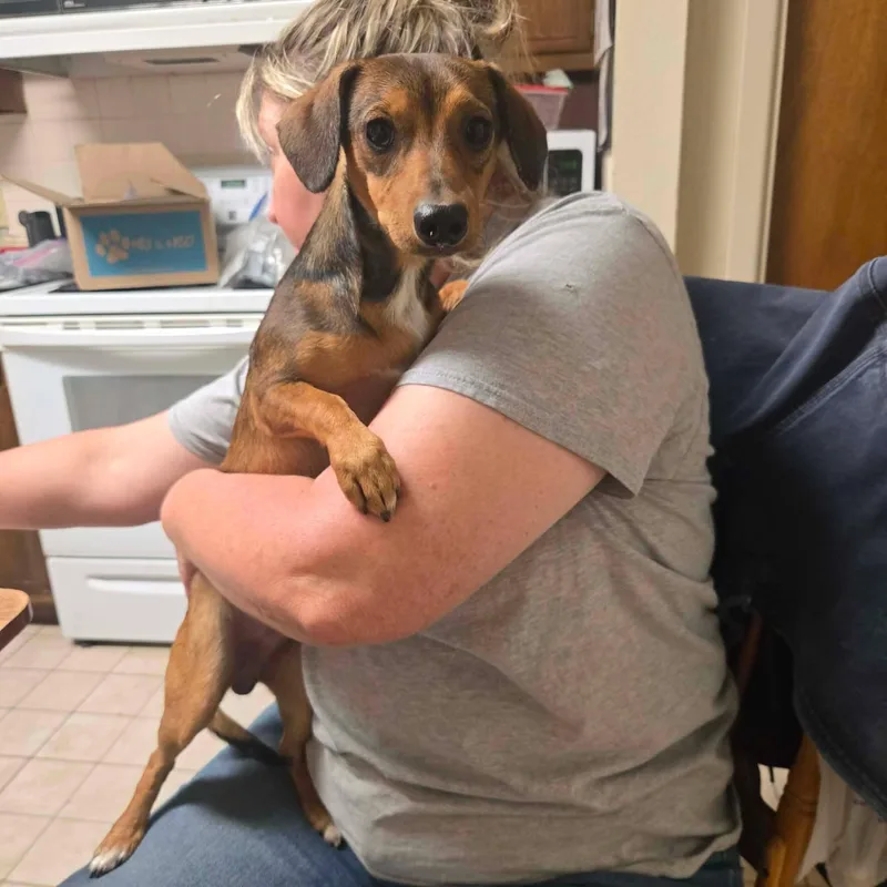 A baby small-sized male Brown / Chocolate Chiweenie dog named Pickle for adoption in Uxbridge, MA