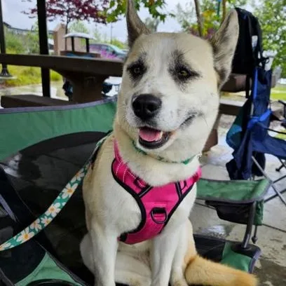 An adult medium-sized female Apricot / Beige Siberian Husky dog named Kyno for adoption in Naperville, IL