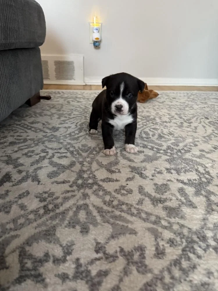 A baby medium-sized female Tricolor (Brown, Black, & White) Mixed Breed dog named Zoe for adoption in Clinton Township, MI
