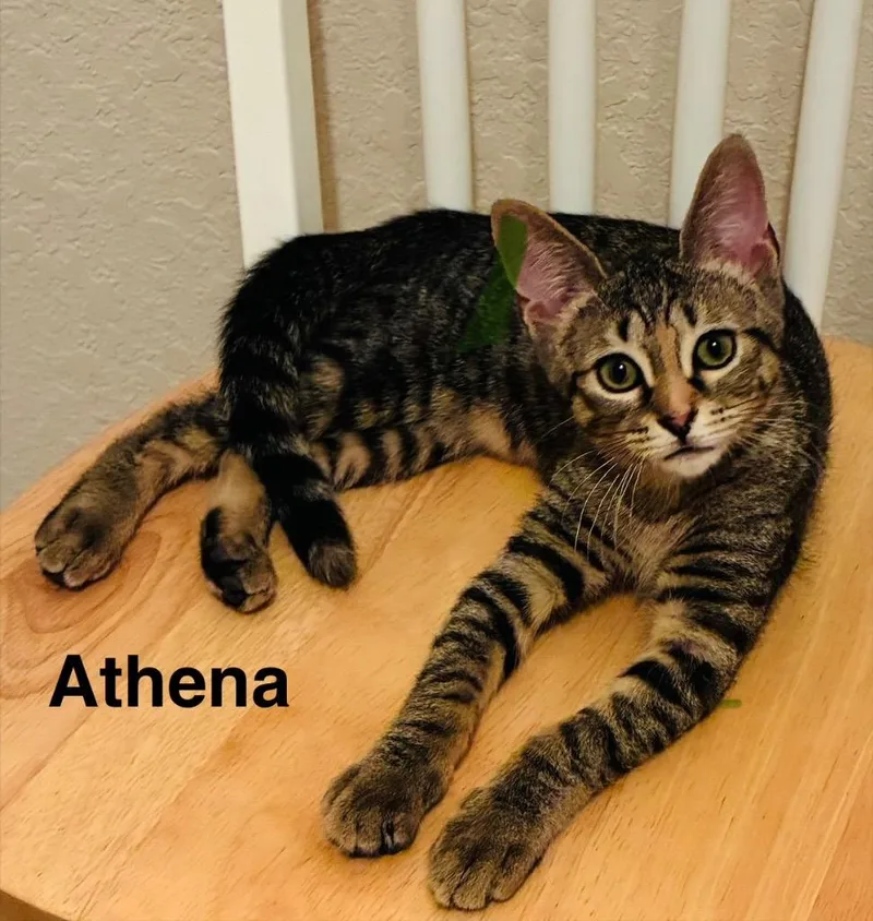 A baby medium-sized female Domestic Short Hair cat named Athena for adoption in Spring, TX