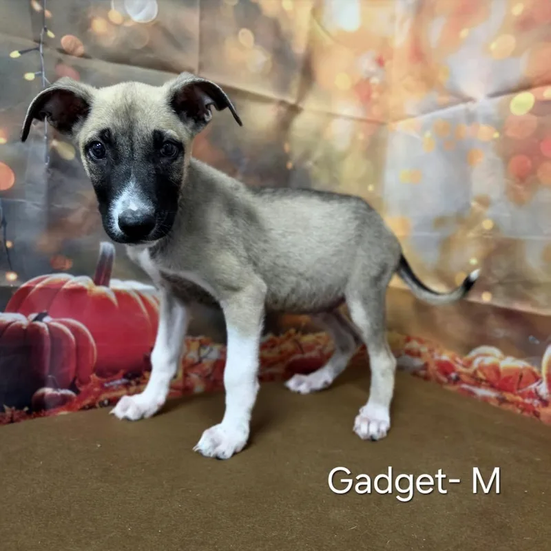 A baby medium-sized male Yellow / Tan / Blond / Fawn Shepherd dog named Gadget for adoption in Griswold, CT