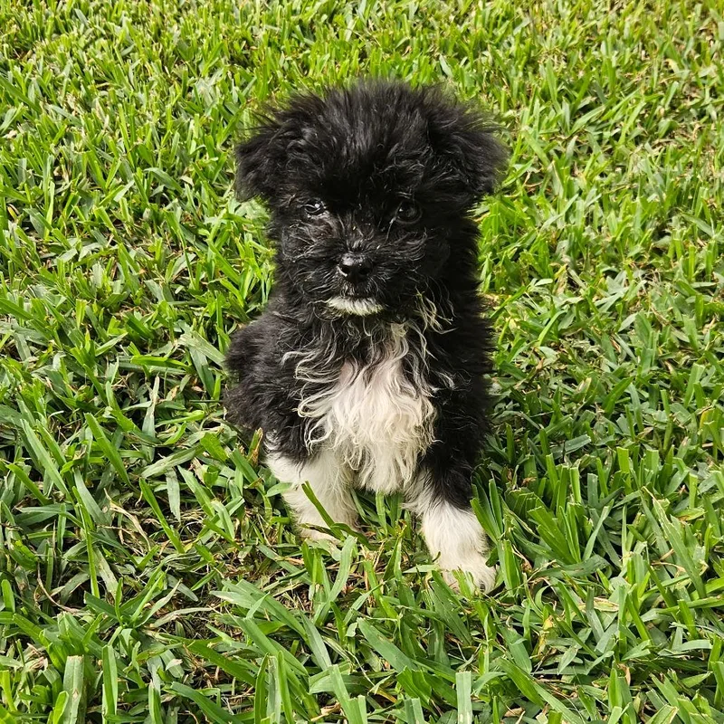 A baby small-sized female Miniature Poodle dog named Rhubarb for adoption in Houston, TX