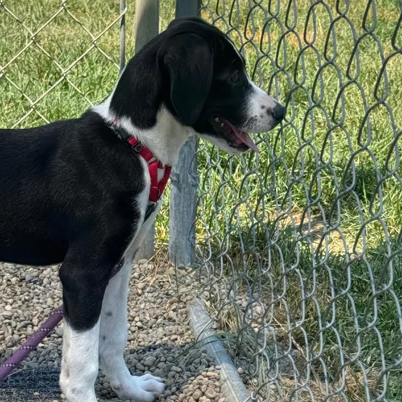 A baby small-sized female Border Collie dog named Merrin for adoption in Columbia Station, OH