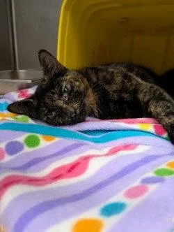 An adult small-sized female Domestic Short Hair cat named Ca  Anne Bonny for adoption in Glen Allen, VA