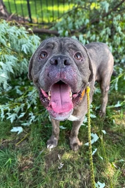 An adult large-sized male Brown / Chocolate Mixed Breed dog named Macho Man for adoption in Cincinnati, OH