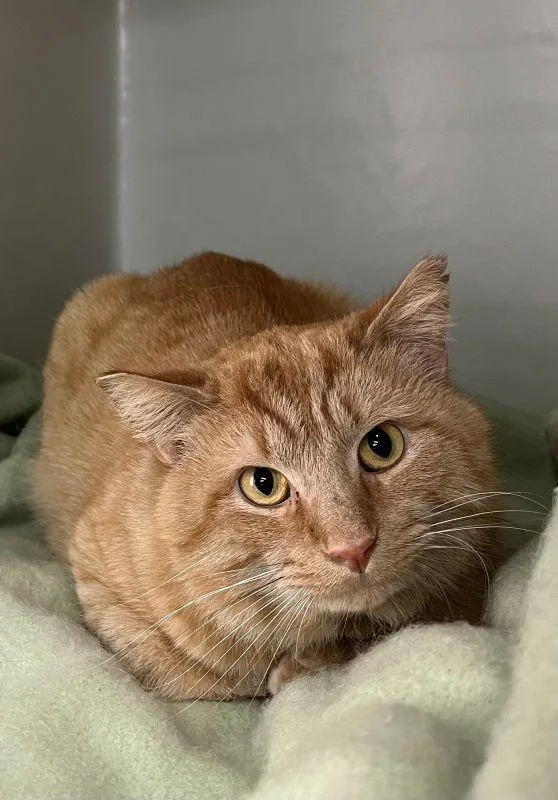 A young medium-sized male Domestic Short Hair cat named Bentley for adoption in Genoa, IL