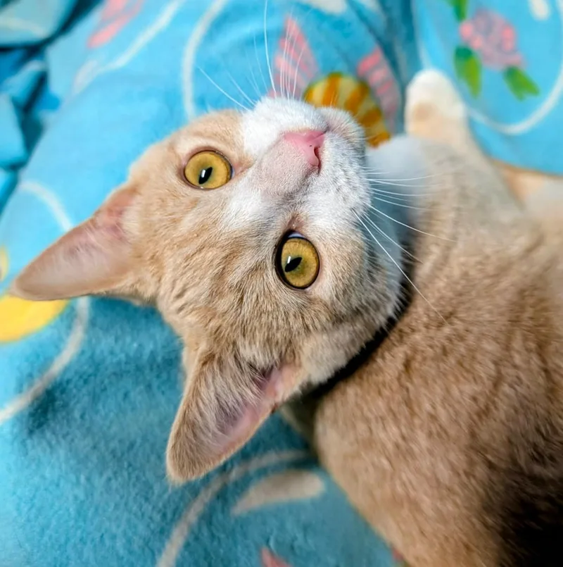A baby medium-sized male Siamese cat named Arthur & Albert Super for adoption in Newport, WA