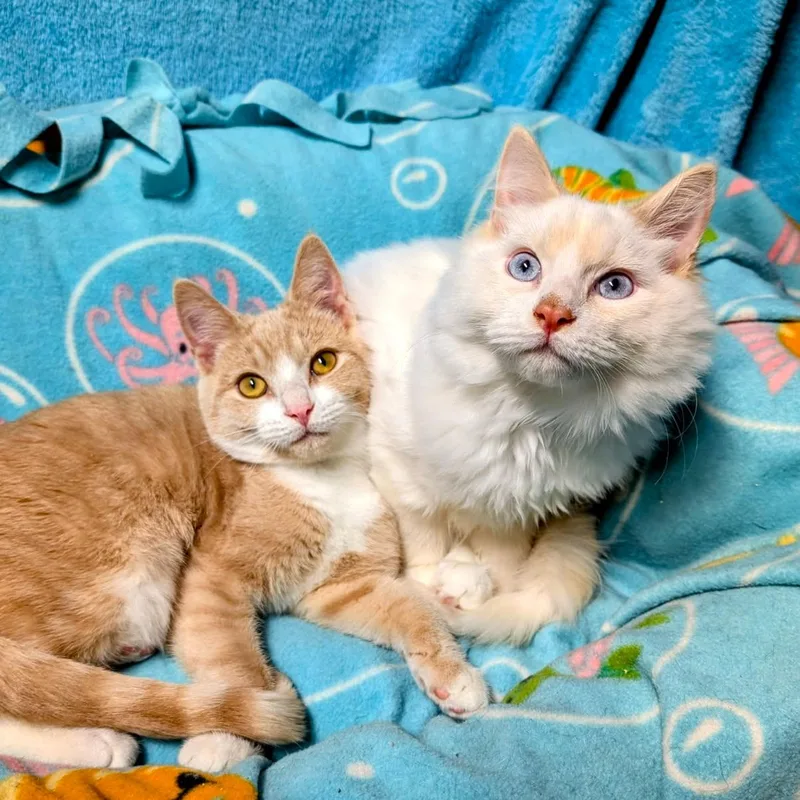 Arthur & Albert Super thumbnail 2