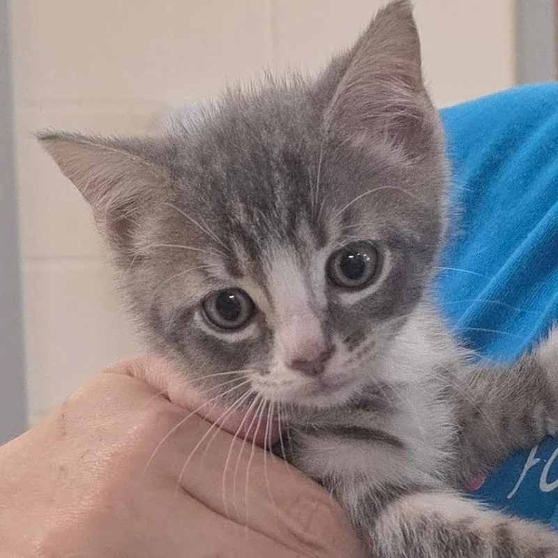 A baby small-sized female Gray / Blue / Silver Domestic Short Hair cat named Rain Whisker for adoption in Chatham, VA
