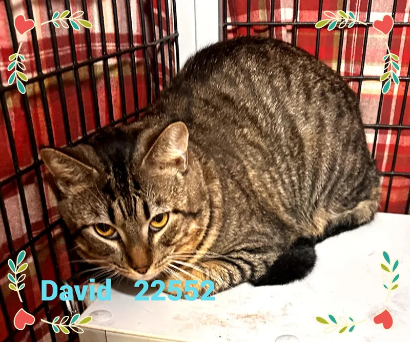An adult medium-sized male Tabby (Buff / Tan / Fawn) Domestic Short Hair cat named David for adoption in Marietta, GA