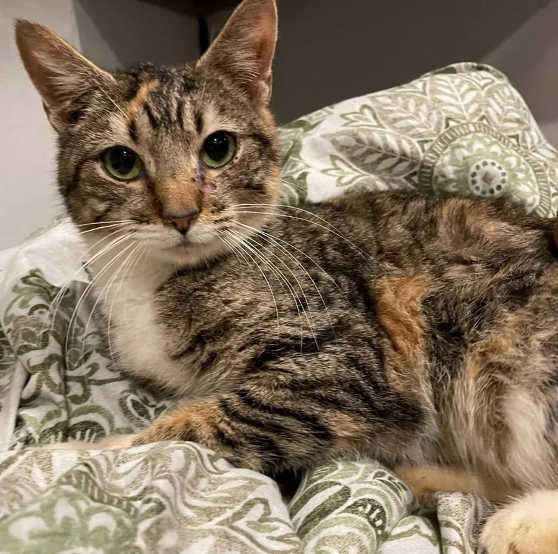 A young large-sized female Domestic Short Hair cat named Ginger for adoption in Dalton, GA