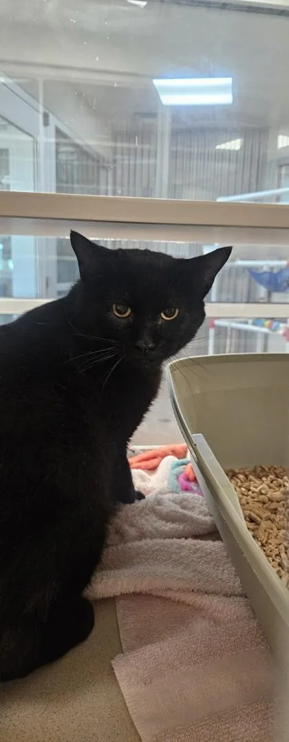 A young small-sized male Domestic Short Hair cat named Cinder for adoption in Longmont, CO
