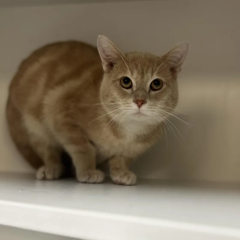 A young medium-sized male Buff / Tan / Fawn Domestic Short Hair cat named Gibby for adoption in Troy, IL