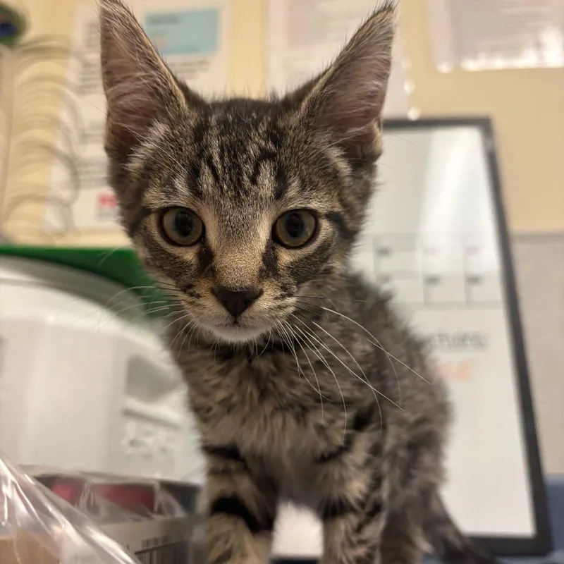 A baby small-sized male Gray / Blue / Silver Domestic Short Hair cat named Ronald for adoption in Morrisville, VT